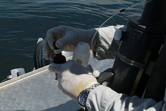 Salish Sea Marine Survival Project-70