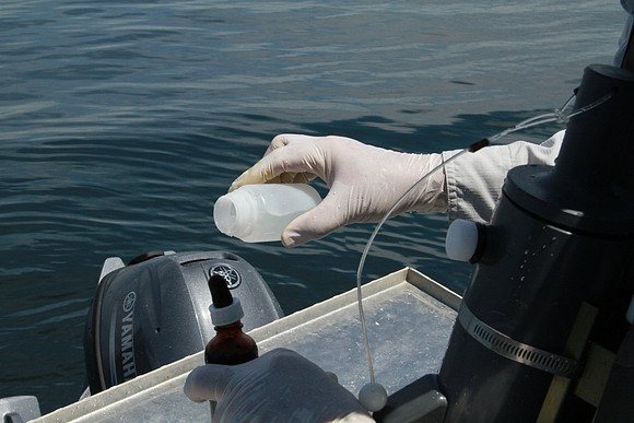 Salish Sea Marine Survival Project-71