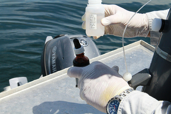 Salish Sea Marine Survival Project-74