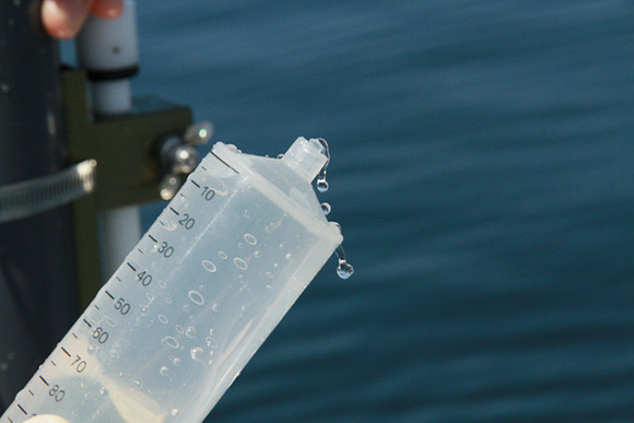 Salish Sea Marine Survival Project-45
