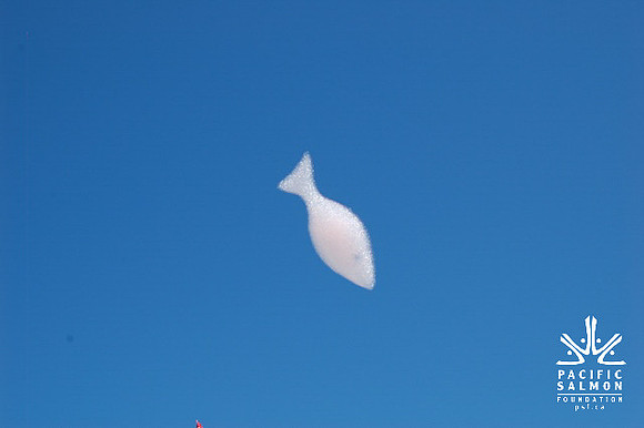 2011 Pink Salmon Festival-130 - LOGO