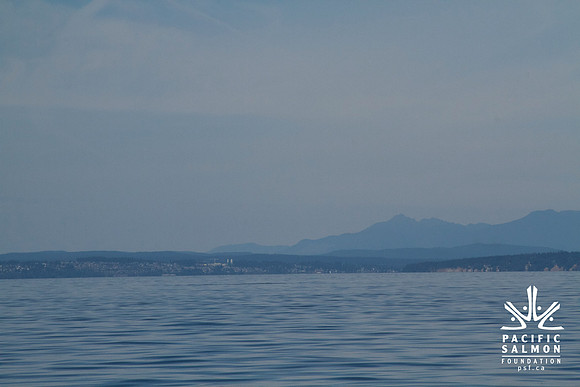 Salish Sea Marine Survival Project-20 - LOGO