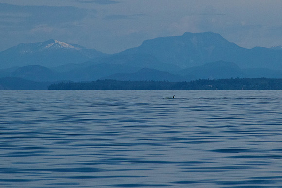 Salish Sea Marine Survival Project-22