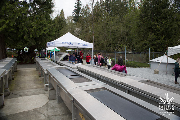 2-KANAKA CREEK- PSF-5