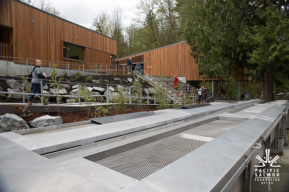 2-KANAKA CREEK- PSF-6