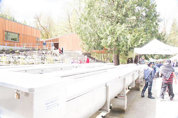 2-KANAKA CREEK- PSF-12