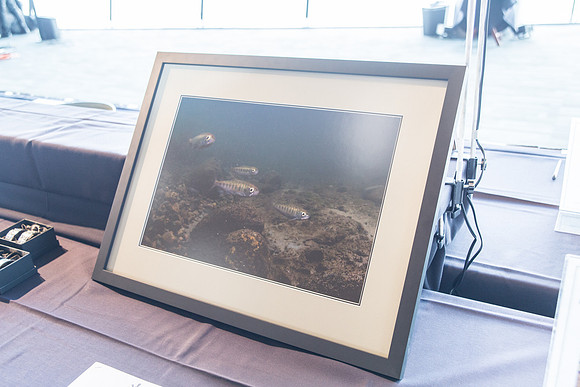 5c SILENT AUCTION - PSF-94