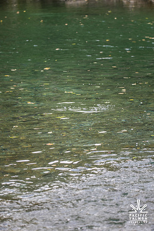 PSF-Indian River Watershed visit-20219
