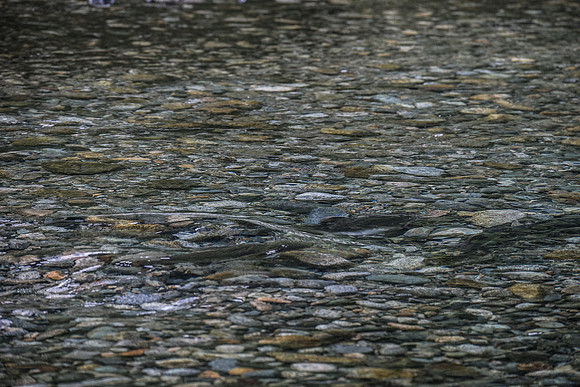 PSF-Indian River Watershed visit-20439