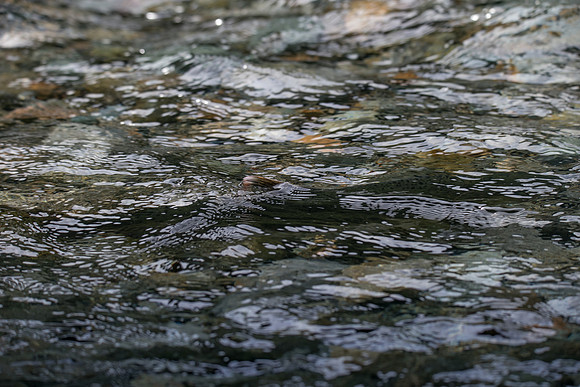 PSF-Indian River Watershed visit-20472