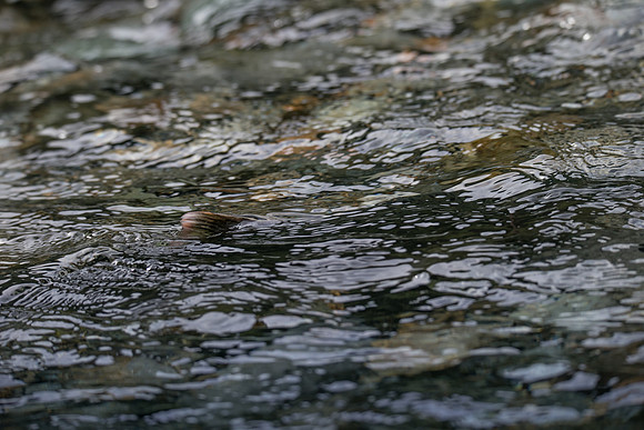 PSF-Indian River Watershed visit-20478
