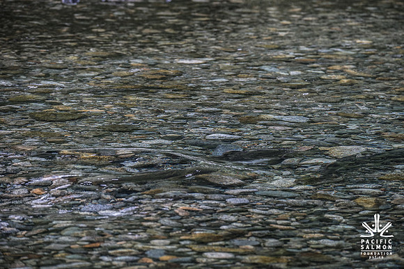 PSF-Indian River Watershed visit-20439
