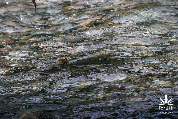 PSF-Indian River Watershed visit-20463