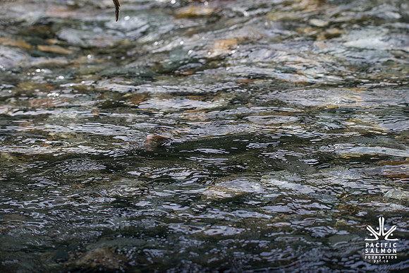 PSF-Indian River Watershed visit-20467