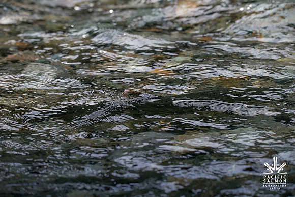 PSF-Indian River Watershed visit-20472