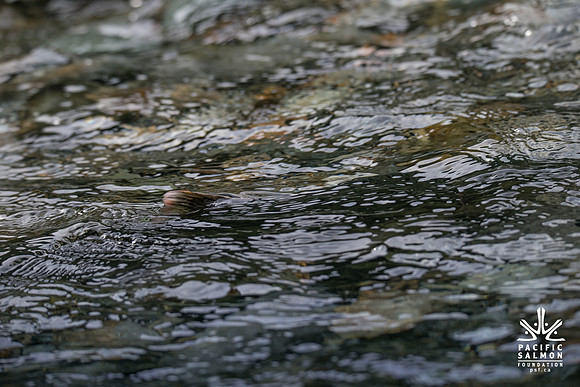 PSF-Indian River Watershed visit-20478