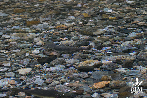PSF-Indian River Watershed visit-20531