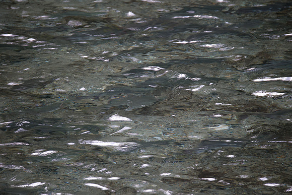 PSF-Indian River Watershed visit-21038