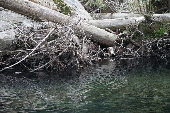 PSF-Indian River Watershed visit-21050