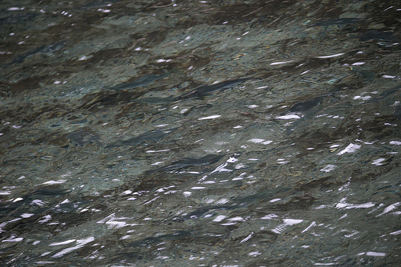 PSF-Indian River Watershed visit-21071