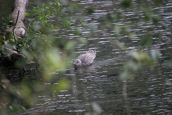 PSF-Indian River Watershed visit-21104