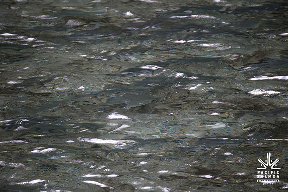 PSF-Indian River Watershed visit-21038