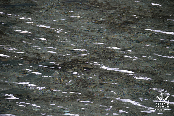 PSF-Indian River Watershed visit-21042