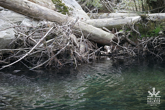 PSF-Indian River Watershed visit-21050