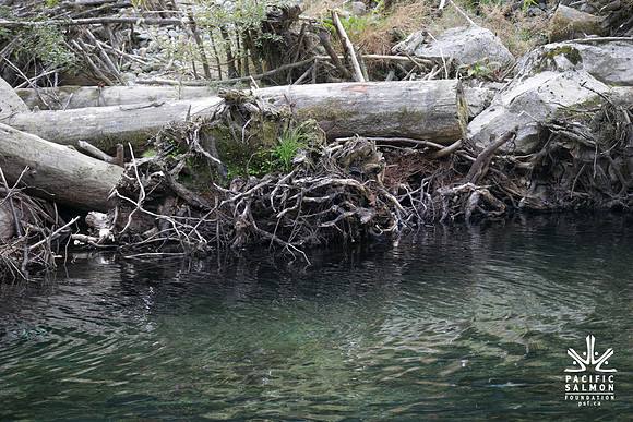 PSF-Indian River Watershed visit-21054