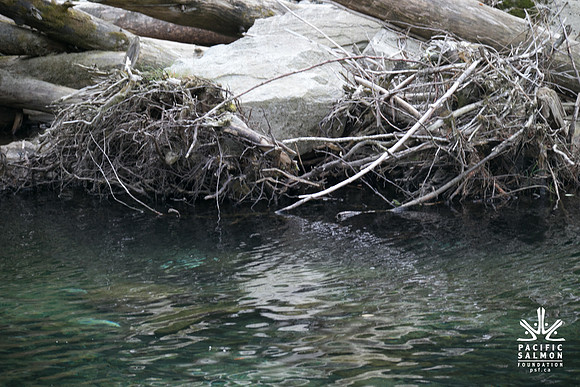 PSF-Indian River Watershed visit-21063