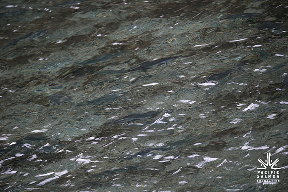 PSF-Indian River Watershed visit-21071