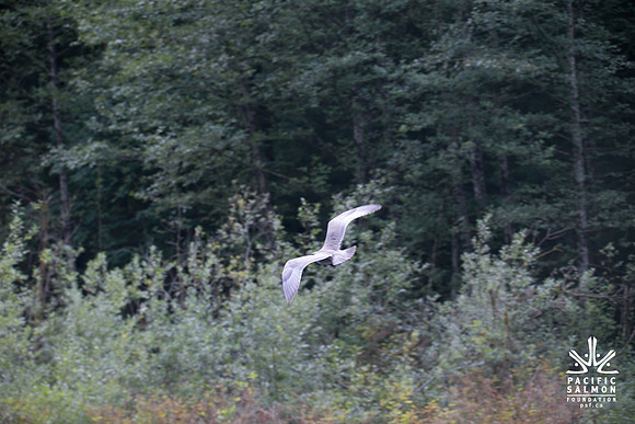 PSF-Indian River Watershed visit-21101
