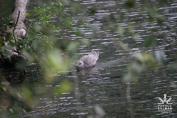 PSF-Indian River Watershed visit-21104