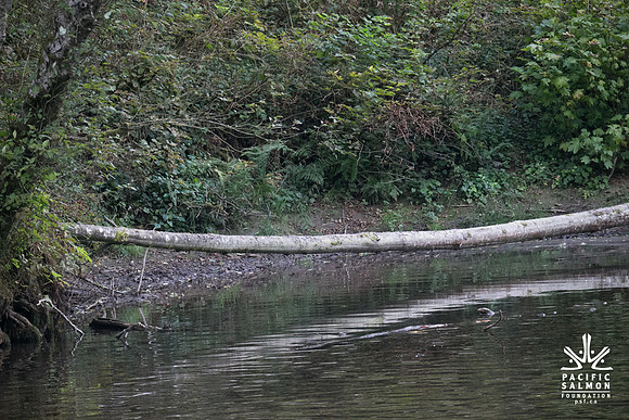PSF-Indian River Watershed visit-21125
