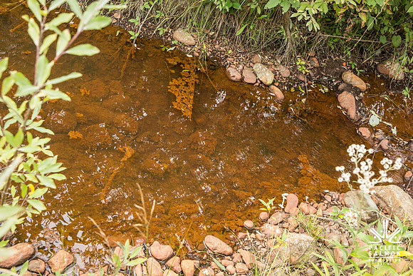 PSF-Indian River Watershed visit-3613