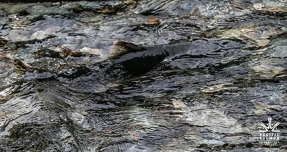 PSF-Indian River Watershed visit-20457