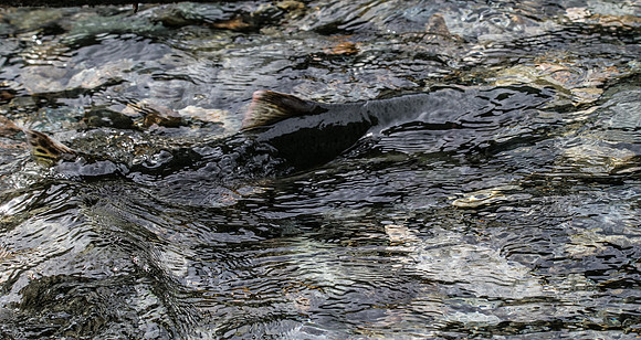 PSF-Indian River Watershed visit-20457