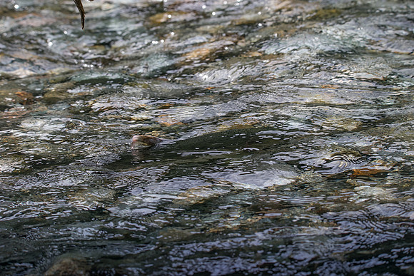 PSF-Indian River Watershed visit-20463