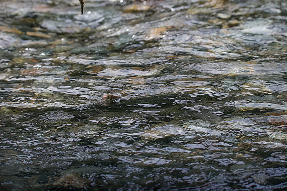 PSF-Indian River Watershed visit-20467