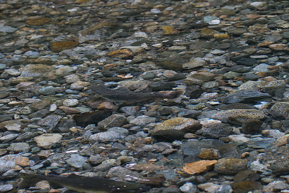 PSF-Indian River Watershed visit-20531
