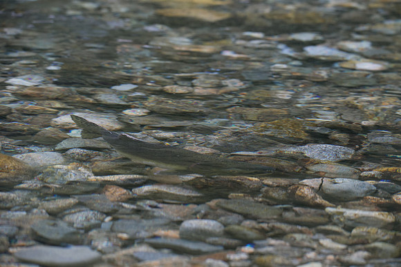 PSF-Indian River Watershed visit-20567