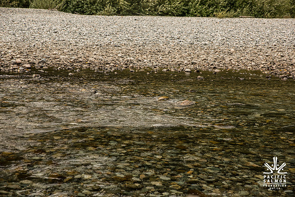 PSF-Indian River Watershed visit-3656