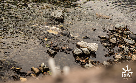 PSF-Indian River Watershed visit-3677