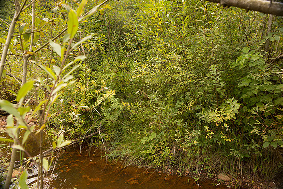 PSF-Indian River Watershed visit-3636