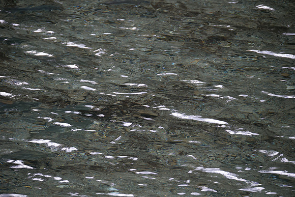 PSF-Indian River Watershed visit-21042