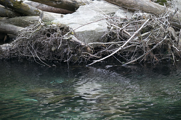 PSF-Indian River Watershed visit-21063