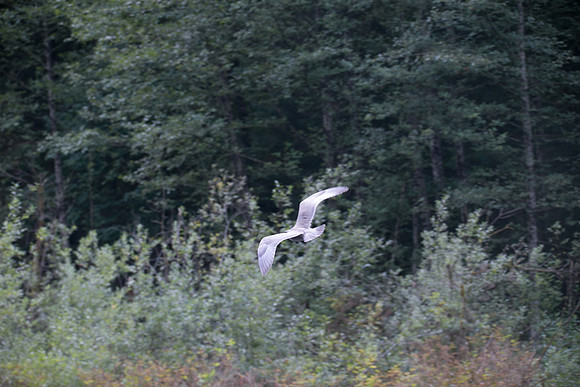 PSF-Indian River Watershed visit-21101