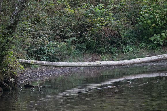 PSF-Indian River Watershed visit-21125