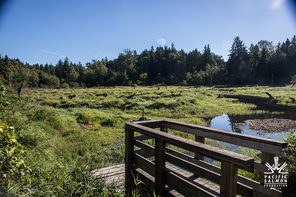 SILVERDALE CREEK WETLANDS- PSF--120
