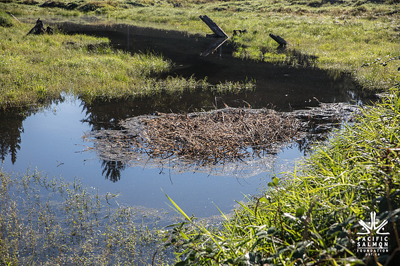 SILVERDALE CREEK WETLANDS- PSF--122